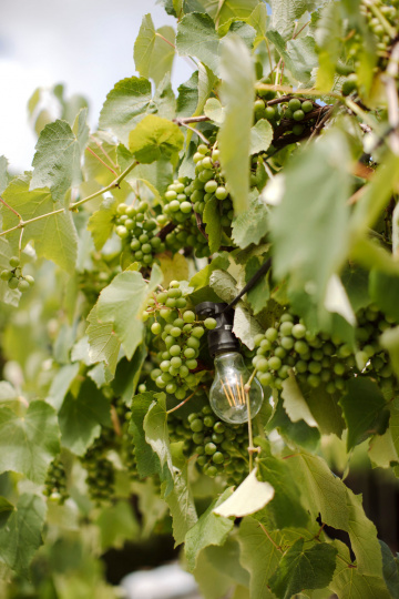 Elke-miles - The Bluebird Collective